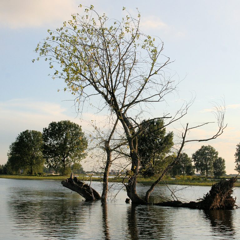 Dode bomen zorgen voor biodiversiteit