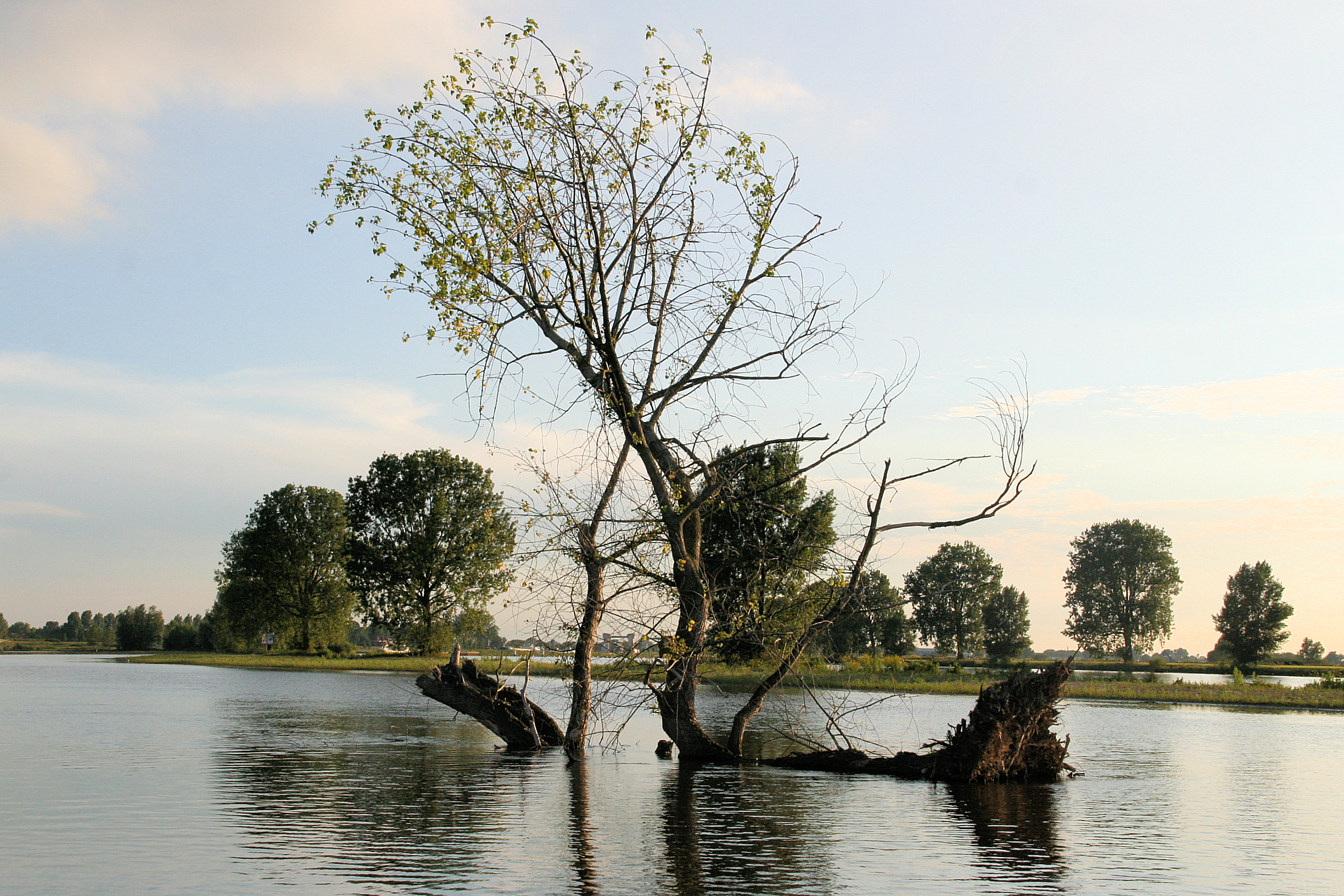 Dode bomen zorgen voor biodiversiteit